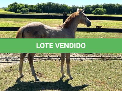 LOTE 015 - NOME A ESCOLHER