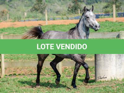 LOTE 007 - ALMA BEST GUN