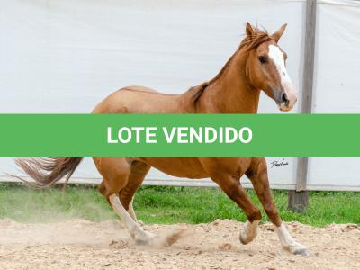 LOTE 016 - CALIBRE ESM DA PPMP