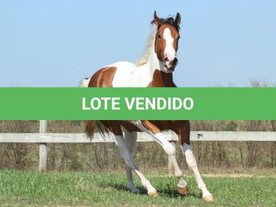 LOTE 006 - FANCY BAR CAT YBJ