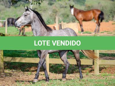 LOTE 007 - ALMA BEST GUN