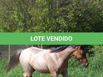 LOTE 018 - PEROLA MISTERCAT CDA