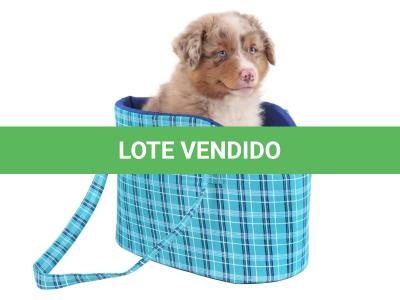 LOTE 099 - RED BOY YBJ