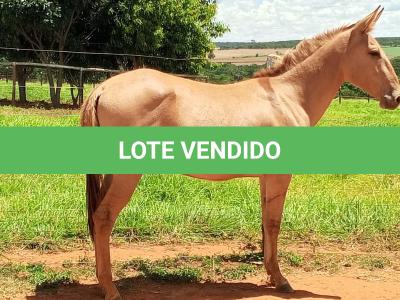 LOTE 018 - MARLBORO