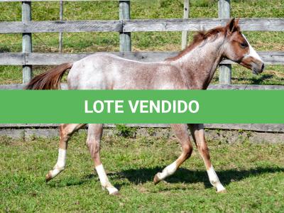 LOTE 009 - WHIZ LITTLE CHOICE