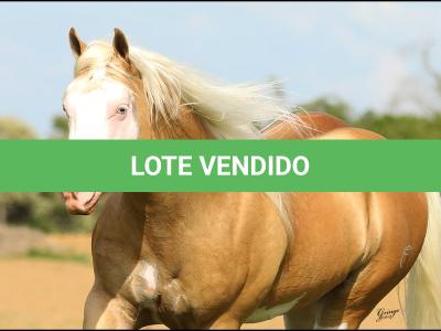 LOTE 005 - NEMO BOY