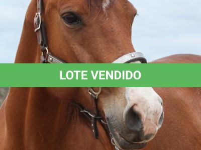 LOTE 008 - WV CASH MAN EAS