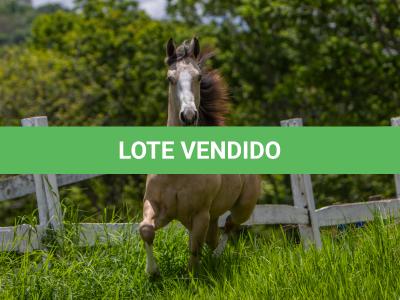 LOTE 009 - SPOOK CENA OP’DF