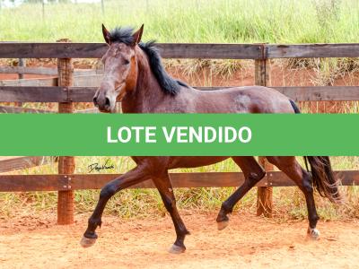 LOTE 016 - BADOKE DA NOVA TRADIÇÃO