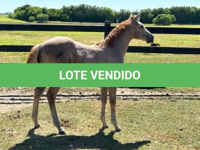 LOTE 015 - NOME A ESCOLHER