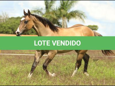 LOTE 025 - MAJOR DUN’IT MIME