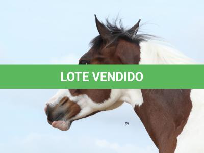 LOTE 009 - SUZYE EASY TOO YBJ