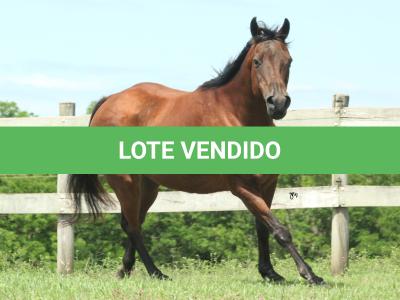LOTE 019 - SHOW PEP AD