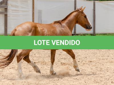 LOTE 016 - CALIBRE ESM DA PPMP