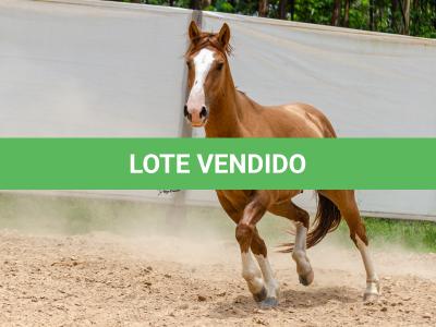 LOTE 016 - CALIBRE ESM DA PPMP