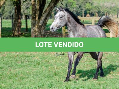 LOTE 007 - ALMA BEST GUN