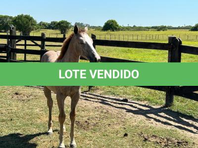 LOTE 015 - NOME A ESCOLHER