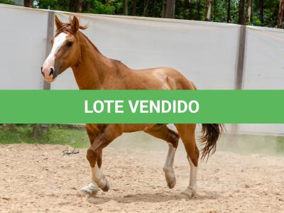 LOTE 016 - CALIBRE ESM DA PPMP