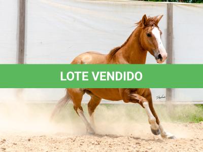 LOTE 016 - CALIBRE ESM DA PPMP