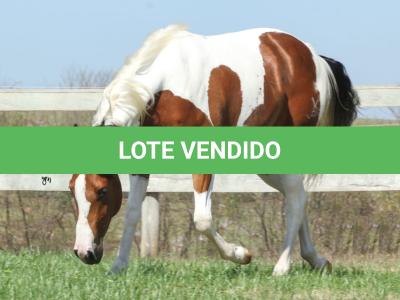 LOTE 006 - FANCY BAR CAT YBJ