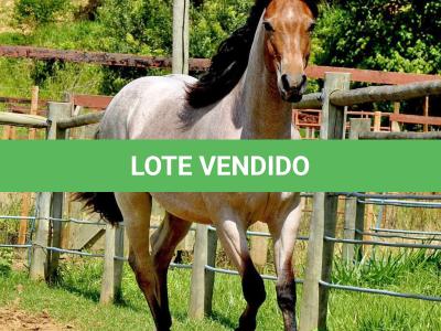 LOTE 001 - HULK REY STAR MIME