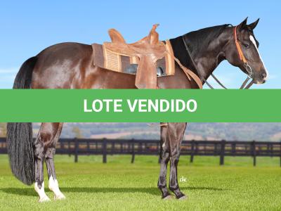LOTE 001 - AMERY SHOW