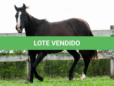 LOTE 016 - FAST BLACK APOLLO YBJ