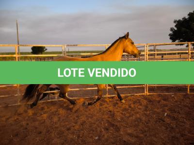 LOTE 009 - DAKOTA BARS LADY