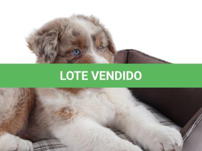 LOTE 099 - RED BOY YBJ