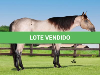 LOTE 008 - HERMES HANCOCK BPC