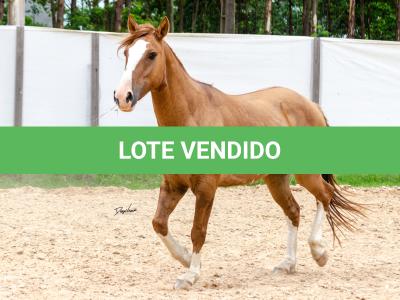LOTE 016 - CALIBRE ESM DA PPMP