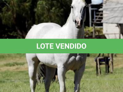 LOTE 010 - ZANICA HAIDAS PEP