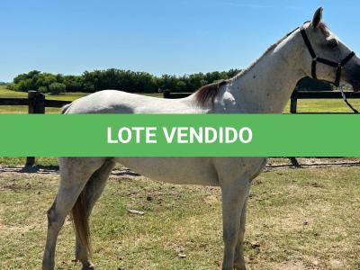 LOTE 009 - HIGH BELLA MG2
