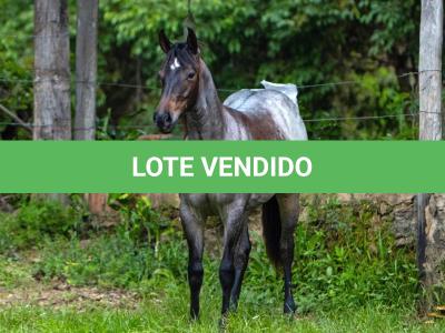 LOTE 009 - MARY HESACAT STEEL