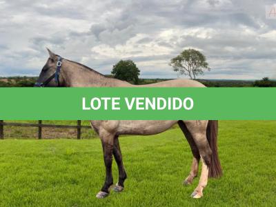 LOTE 013 - SEREIA