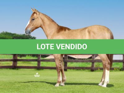 LOTE 002 - ATHENA MSM