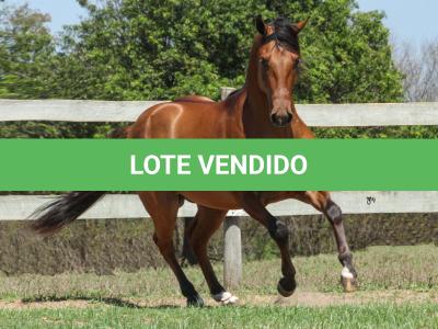 LOTE 004 - ROOSTERS DUN IT GUN