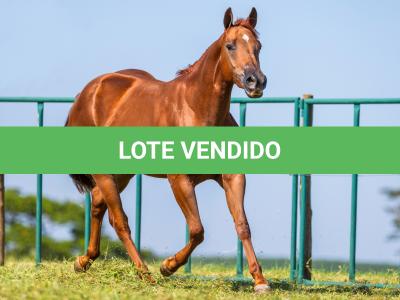 LOTE 001 - KIARA SHINERS
