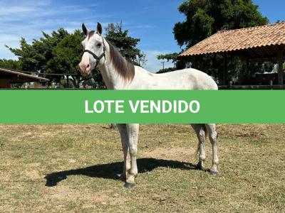 LOTE 009 - HIGH BELLA MG2