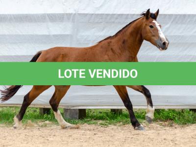 LOTE 014 - BONECA ESM DA PPMP