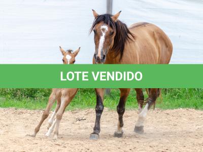 LOTE 006 - QUARESMA EMS (3x1)