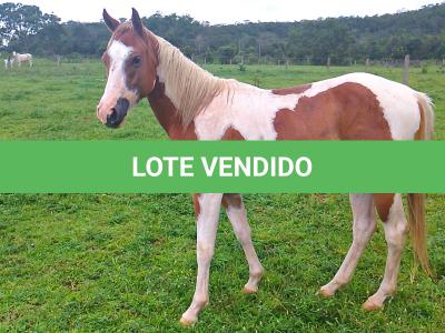 LOTE 016 - BANDIT