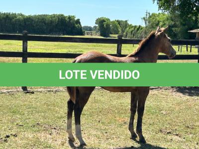 LOTE 017 - LIZ HICKORY DPLC