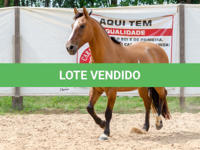 LOTE 007 - HANA DA RORAIMA (2x1)