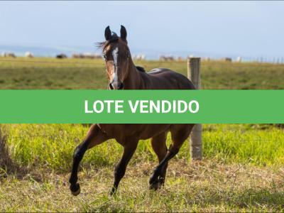 LOTE 005 - SMARV BEE DEE