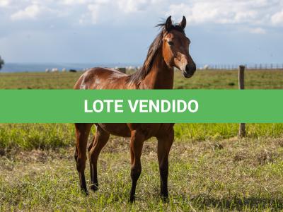 LOTE 004 - MISS PLAY DEE