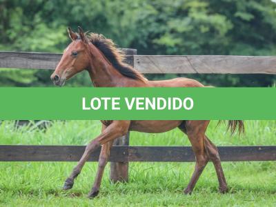LOTE 011 - SPIRIT HANCOCK LOM