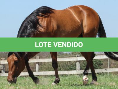LOTE 004 - ROOSTERS DUN IT GUN