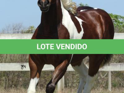 LOTE 005 - ZAN CODY CIELO YBJ