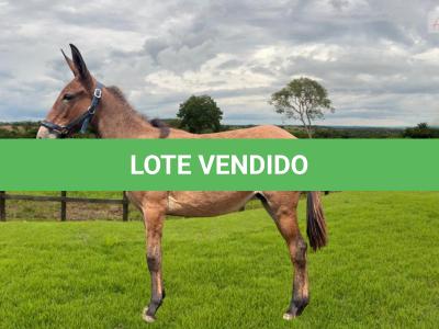 LOTE 005 - CONQUISTA